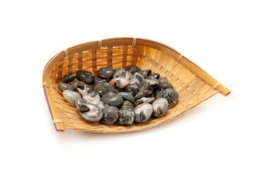 ながらみ貝の塩茹で