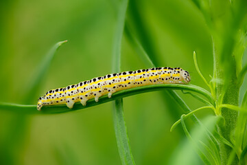 Side view of a caterpillar of the moth figure of eight diloba caeruleocephala