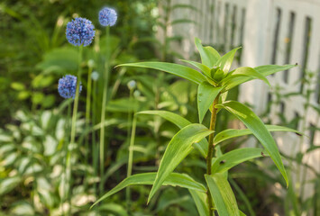Flower bed along the fence with lilies, hosts and decorative onions.