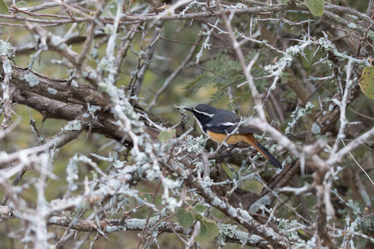 Kruger National Park: White-throated robin-chat