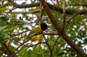 Fototapeta premium Adult black-headed oriole isolated in a tree