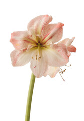Hippeastrum (amaryllis)  "Flower Record" on a white background isolated