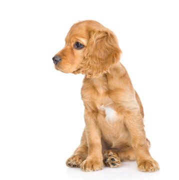 English Cocker Spaniel puppy sits and looks away. isolated on white background