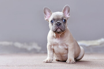 Small lilac fawn colored French Bulldog dog puppy with large funny blue eyes sitting in front of...