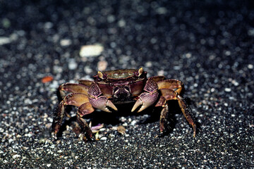 クロベンケイガニ　メス