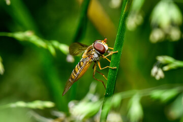 Macro 1 © M.Ulatowski