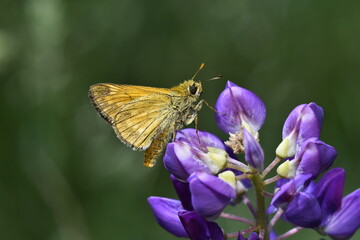 Macro 2 © M.Ulatowski