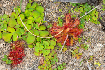 Drosera trinervia, a carnivorous plant from the Sundew family, in natural habitat close to VanRhynsdorp in the Western Cape of South Africa