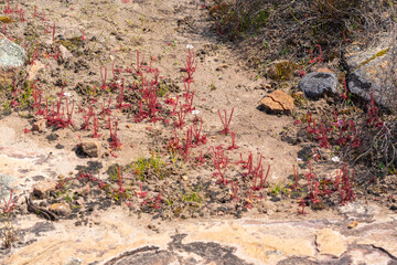 Colony of the carnivorous plant Drosera alba from the Sundew family seen in natural habitat close to VanRhynsdorp in the Western Cape of South Africa