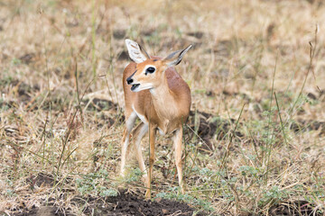 Kruger National Park: Steenbok, Raphicerus campestris