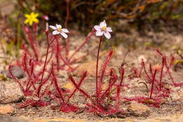 Drosera alba ,showing the typical linear leaves, seen in habitat close to VanRhynsdorp in the...