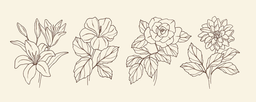 Collection of hand drawn lily, hibiscus, rose, dahlia