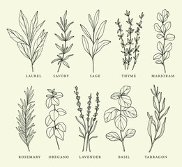 Collection of hand drawn provence herbs. Set of sketch spices.  - obrazy, fototapety, plakaty