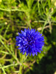 close up of a blue flower