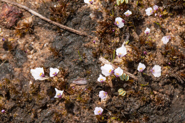 South African Flora: Utricularia brachyceras in natural habitat close to VanRhynsdorp in the Western Cape of South Africa