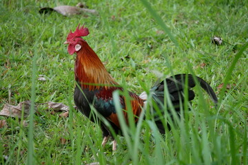 Red Junglefowl rooster standing behind tall grass on a green field