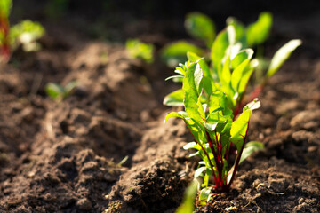 A row of young beet sprouts on a plot of land, the concept of agriculture next to the house. Close-up