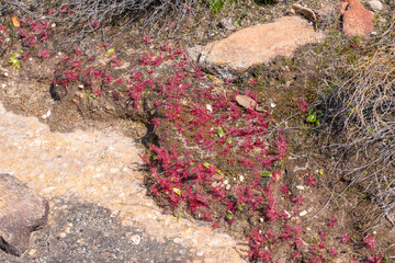 Drosera alba growing on the ede of a rock outcrop close to VanRhynsdorp in the Western Cape of South Africa