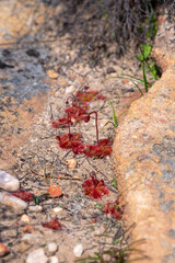 Some Drosera trinervia growing in sandy habitat close to VanRhynsdorp in the Western Cape of South Africa
