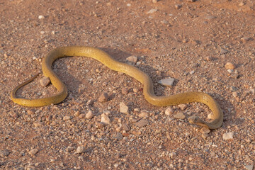 The poisonous snake Naja nivea (Cape Cobra) in a road near VanRhynsdorp in the Western Cape of South Africa
