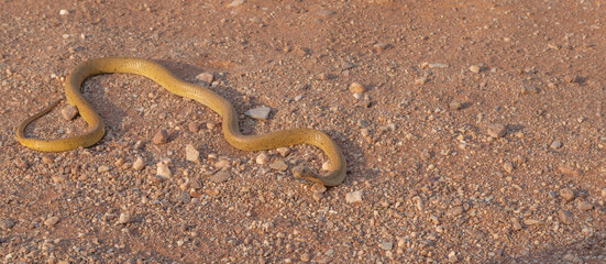 Cape Cobra on the road to Gifberg near VanRhynsdorp in the Western Cape of South Africa