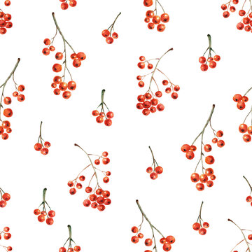 Watercolor seamless pattern with rowan branches, red berries on a white background. Illustration for wallpaper, kitchen textiles, wrapping paper