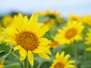 Fototapeta premium ヒマワリとミツバチ