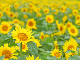 ヒマワリとミツバチ