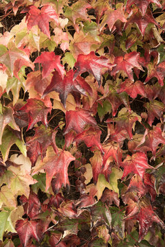 Fototapeta close up of wall of red maple leaves in autumn