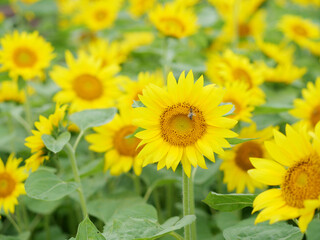 ヒマワリとミツバチ