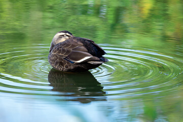 泳ぎながら眠る鴨