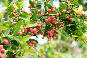 Red cherries on a tree, Carandas plum