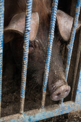 unfortunate piglet suffers trapped in a cage behind bars at a meat farm. Pigs in a cage with their...