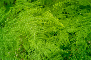 Nature of green leaf in garden at summer. Natural green leaves plants using as spring background cover page environment ecology or greenery wallpaper