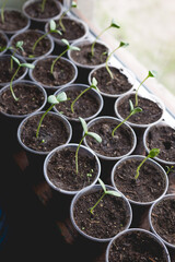 Cucumber seedlings are prepared for greenhouse planting. Home gardening concept.