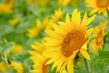 ヒマワリとミツバチ