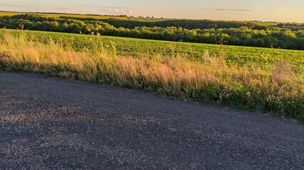 Fototapeta premium field of wheat