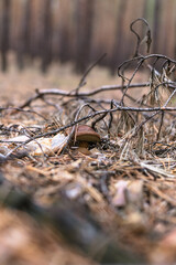 Beautiful edible mushroom in a pine forest