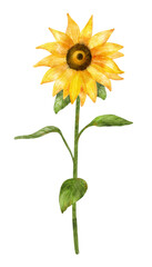 Fototapeta premium Watercolor sunflower on long stem with leaves. Digital illustration isolated on white.