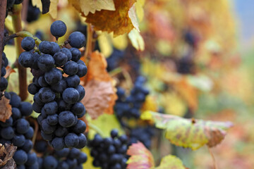 Red wine grapes during autumn, South Moravia, Czech Republic
