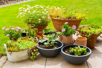 Pottet flowers, plants, vegetable and herbs on terrace or pation with green lawn