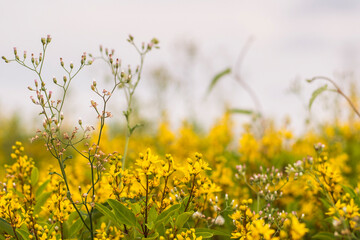Fototapeta premium wildflower bloomimg in summer