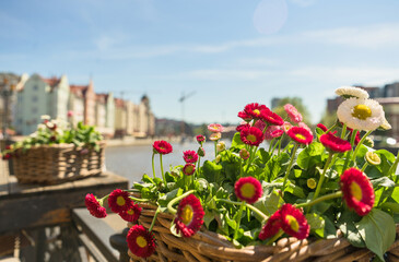 blooming flowers with blurred sunny Kalinungrad on background