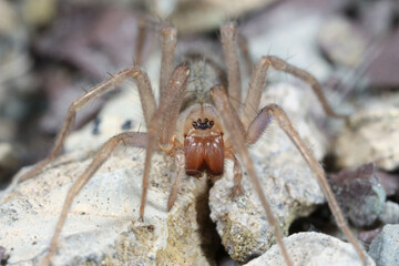Tegenaria spider showing the front of the head