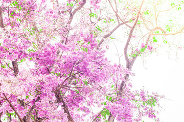 Obraz na płótnie Canvas pink flower branch blooming. spring background