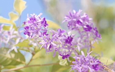 Petrea Flowers. (Queen's Wreath, Sandpaper Vine, Purple Wreath) 
