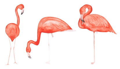 Set of 3 watercolor flamingos isolated on a white background. Hand-drawn pink tropical birds clipart. Cute illustration of exotic animals for your design. Colorful flamingos on one leg.