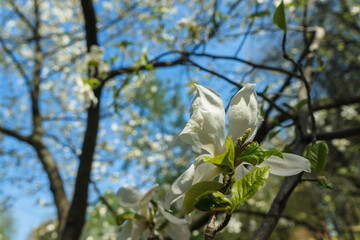 white magnolias blossom