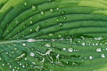 large green leaf with raindrops