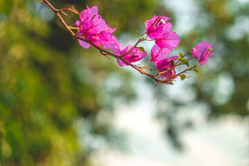 Blooming bougainvillea Bouquet on tree.Magenta flowers.Bougainvillea flowers 